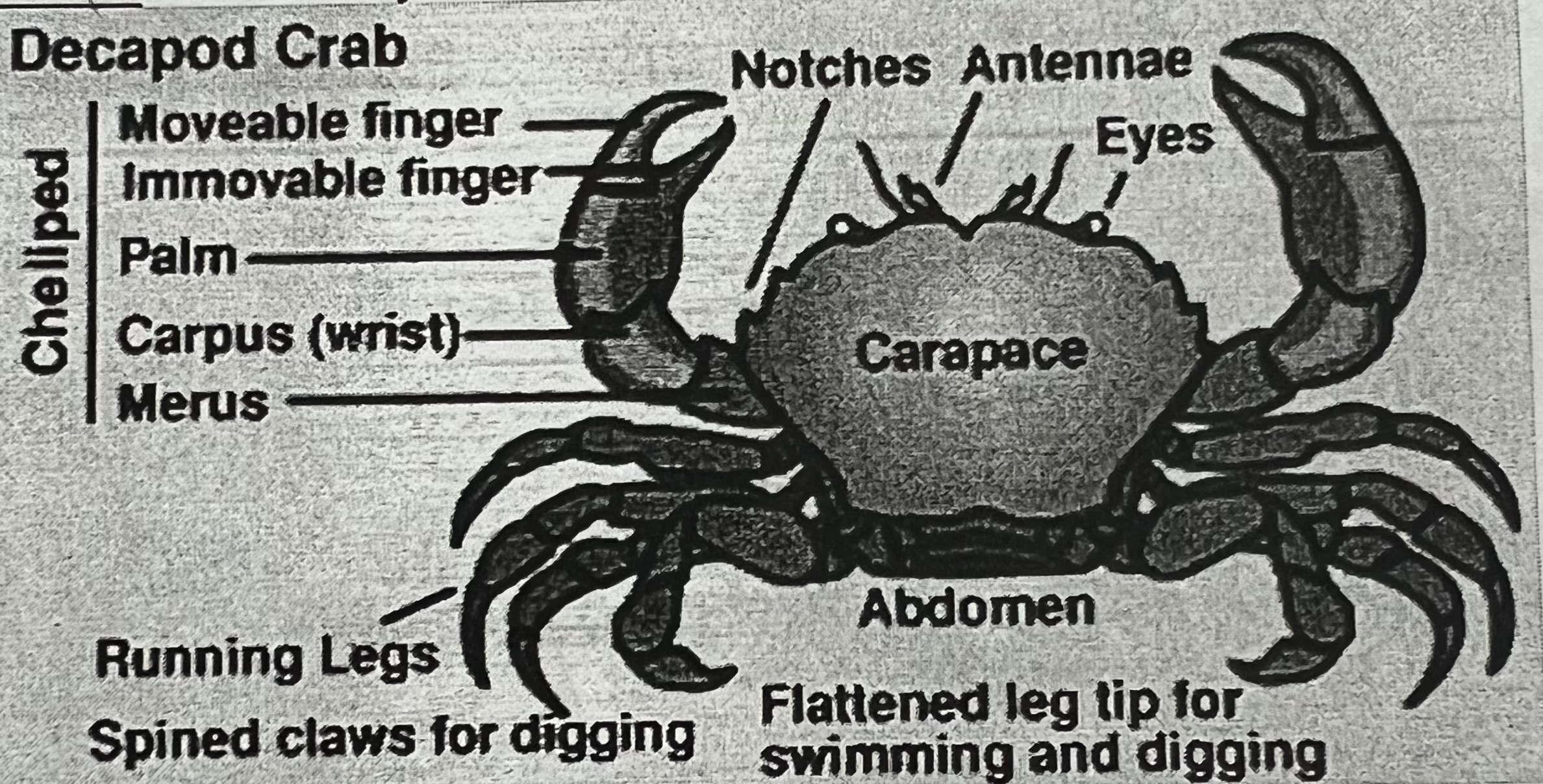 <p>Label all the parts of this decapod crab and list the functions. </p>