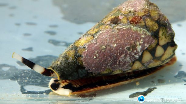 <ul><li><p>35,000 species</p></li><li><p>Marine&nbsp;</p></li><li><p>Cone snails, many threatened (mainly due to shell collectors)&nbsp;</p></li><li><p>Many venomous (potential applications in medical research)</p></li></ul><p></p>