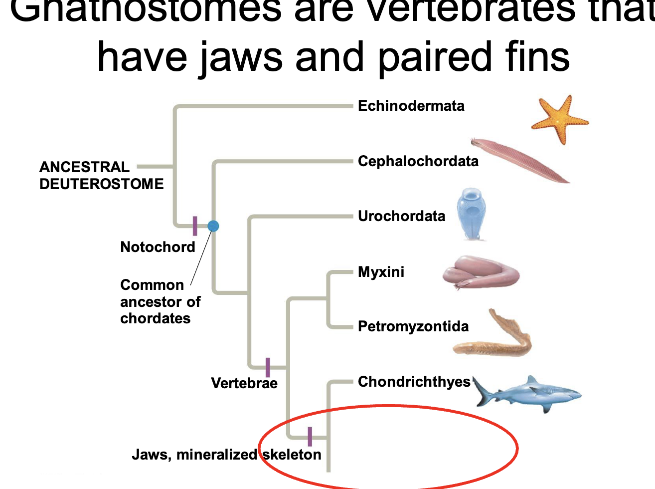 <p>vertebrates w jaws and paired fins </p>