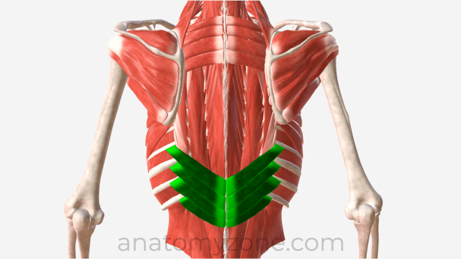 <p><u>Origin: </u> supraspinous ligament + spinous process of T11-L3</p><p><u>Insertions:</u> lower border of rib 9-12</p><p><u>Innervation:</u> intercostal nerve 9-12 (T9-T12)</p><p><u>Action: </u>deoression of ribs</p>