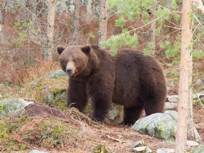 <p><em>Ursus arctos</em></p>