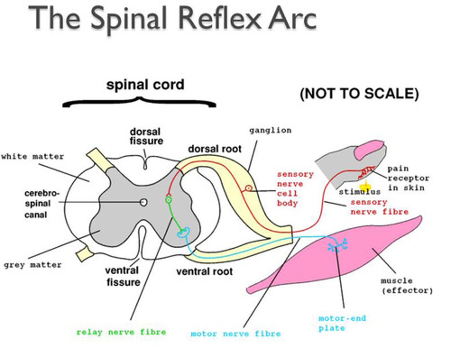 <p>Reflex arc that passes through the spinal cord; arcs from one neuron to another for a quick reaction without thinking</p>