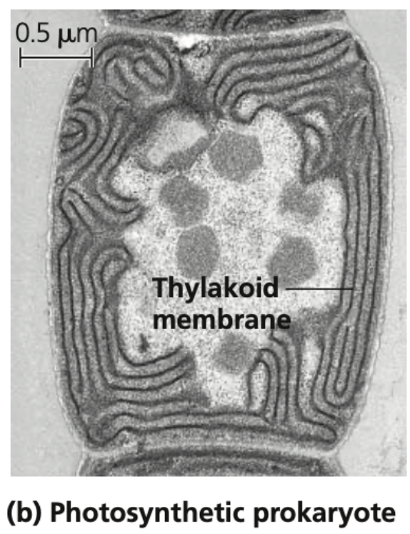 - photosynthetic prokaryote (cyanobacteria)
- function like chloroplasts