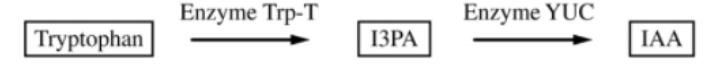 The decreased production of enzyme Trp-T would have which of the following responses?
