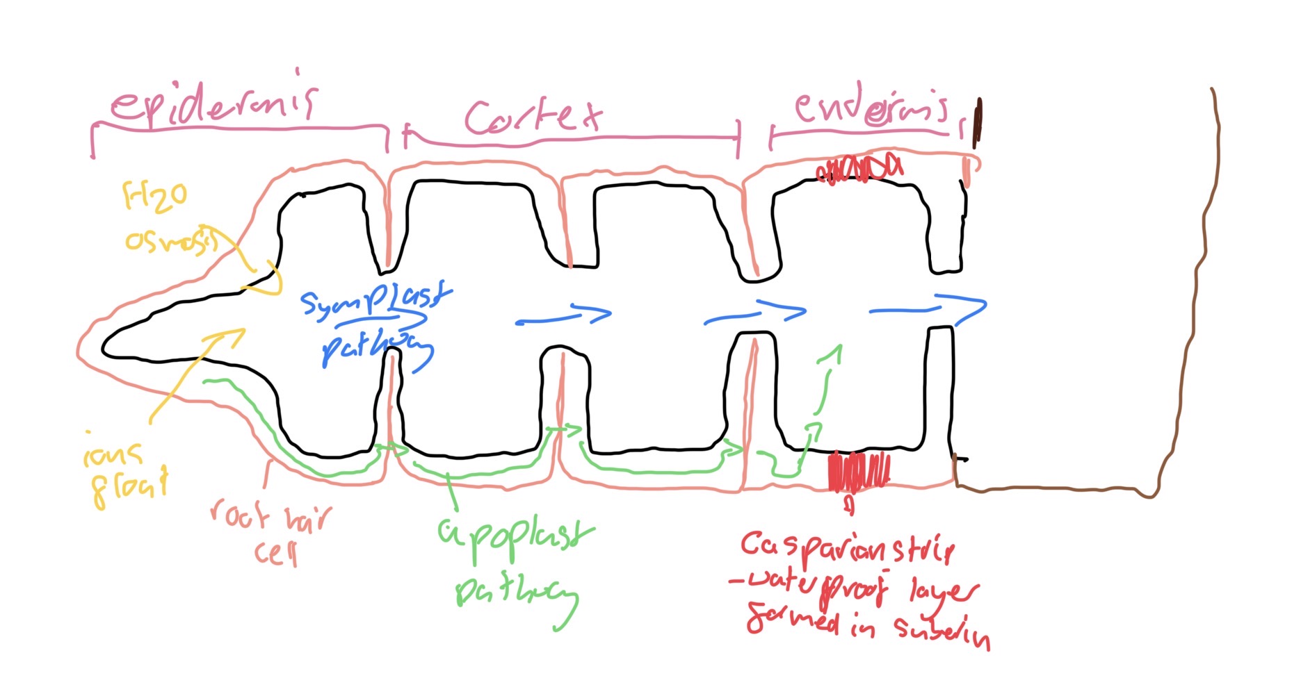 knowt flashcard image