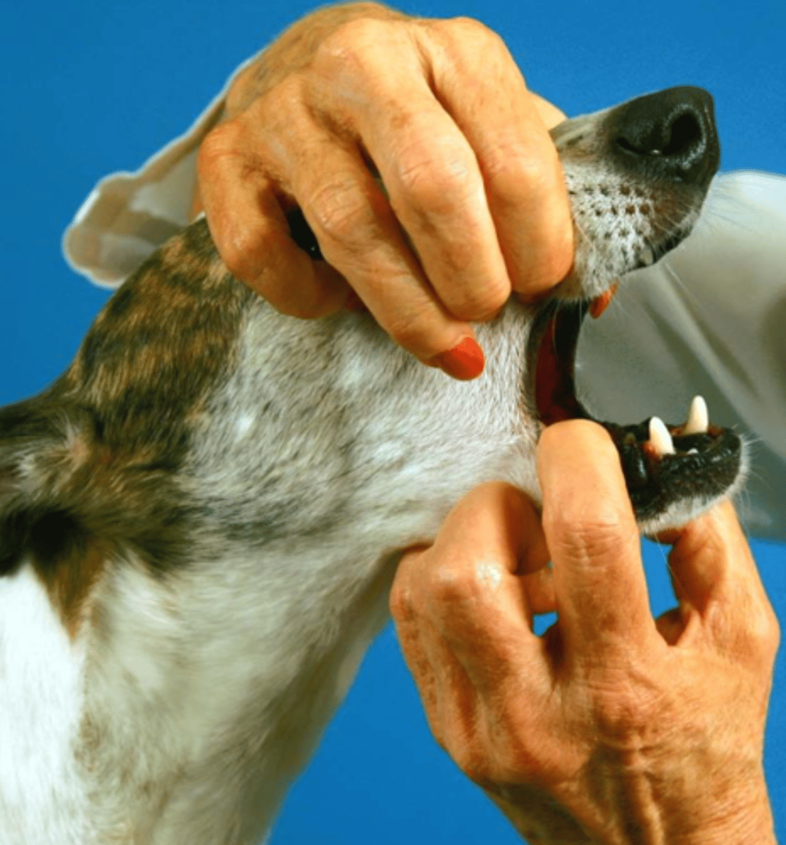 <p>when we are checking the mandibular tone, what nerve are we testing?</p>
