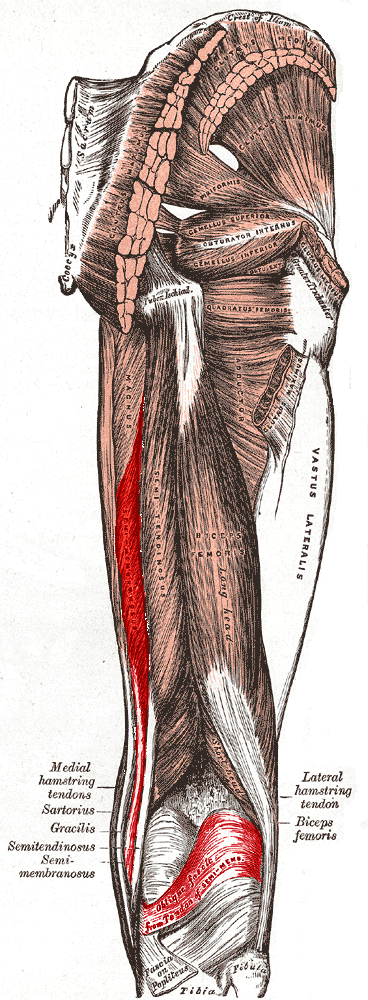 <p>Semimembranosus</p>