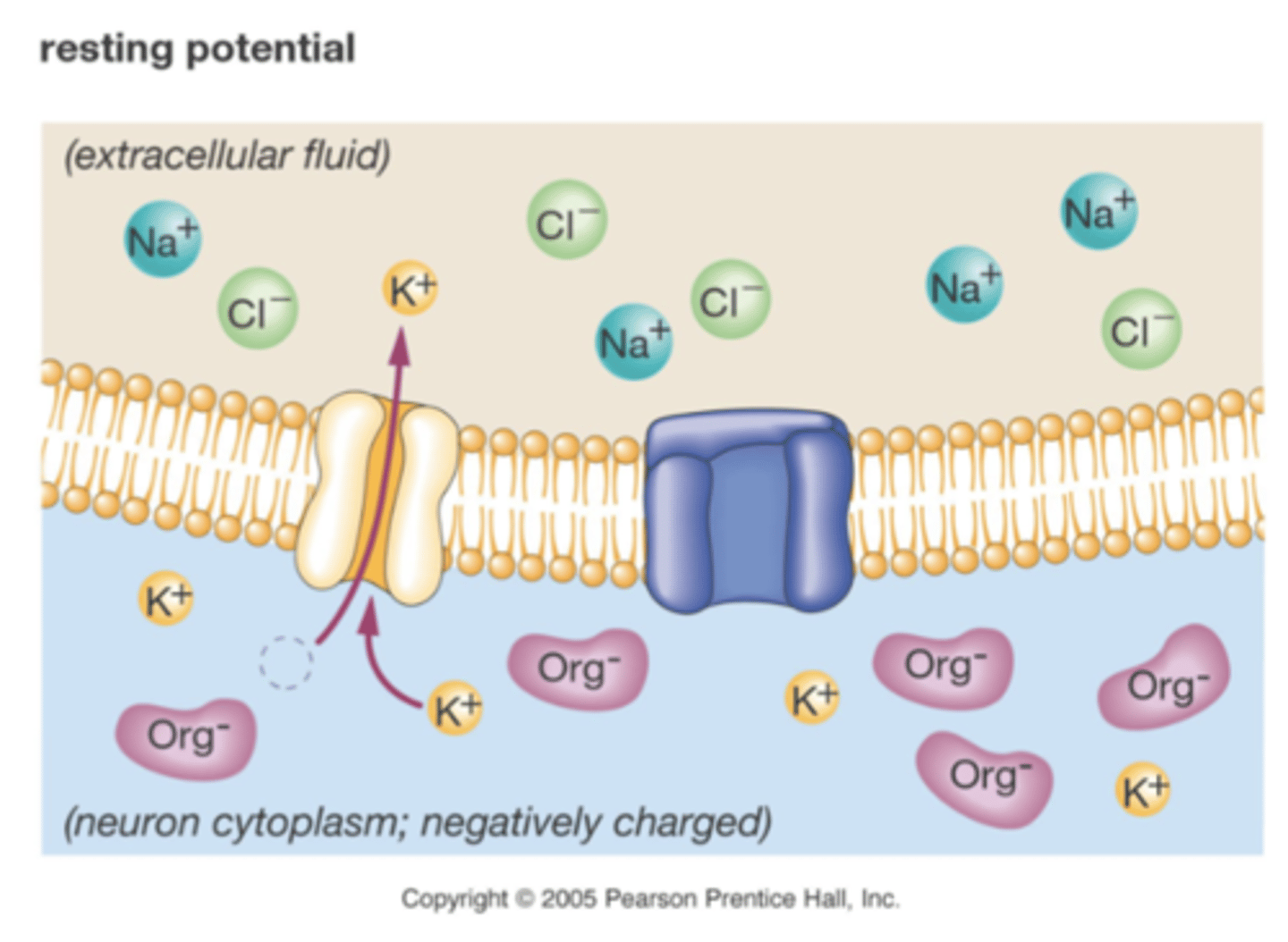 <p>What is the resting potential? </p>