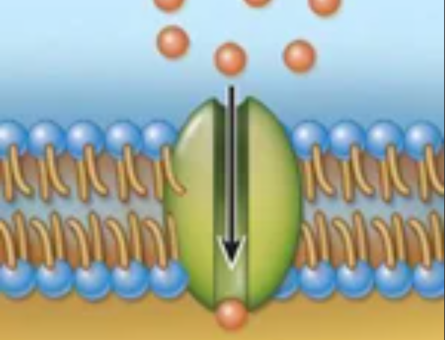 <p>Structures and function</p>