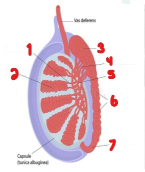 <p>Label the parts of the testicle that are crossed out.</p>