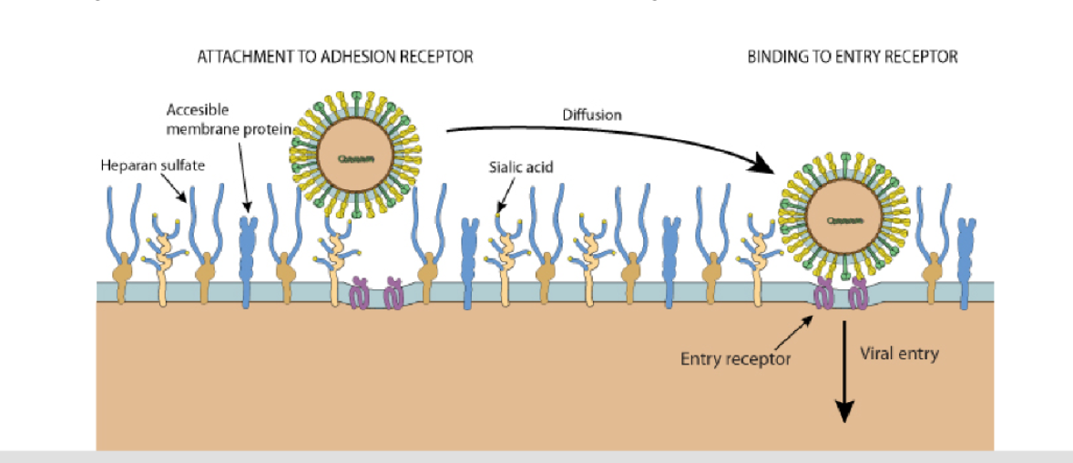 <p>Viral glycoproteins (spikes) determine the host range, which is the spectrum of hosts a virus can infect. These spikes recognize and bind to specific receptors on the host cell surface. Entry receptors help initiate viral entry </p>