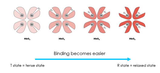 <p>As oxygen binds to one subunit, it increases the affinity of the remaining subunits for oxygen. This means that binding of subsequent oxygen molecules becomes easier.</p><p class="MsoNormal">Oxygen binding causes a structural change in haemoglobin from the tense (T) state to the relaxed (R) state. This conformational shift is key to the cooperative mechanism.</p><p class="MsoNormal"></p>