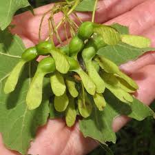 <p>Samara, paired, winged seed. “Helicopter.”<br>Also big round brown nuts?</p>