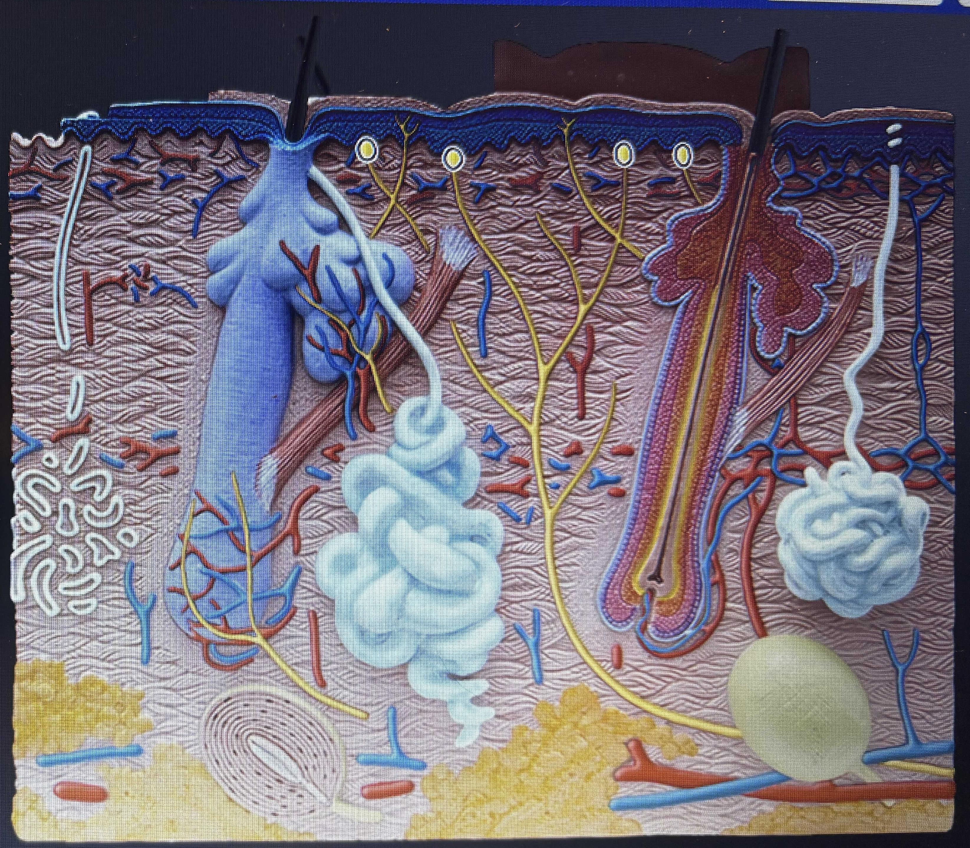 knowt flashcard image
