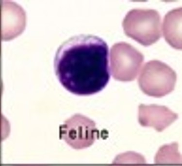 <p><span>This cell has a small amount of blue cytoplasm and a large nucleus that almost completely fills the cell. This is the smallest of the WBCs. What is the name of this WBC?</span></p>