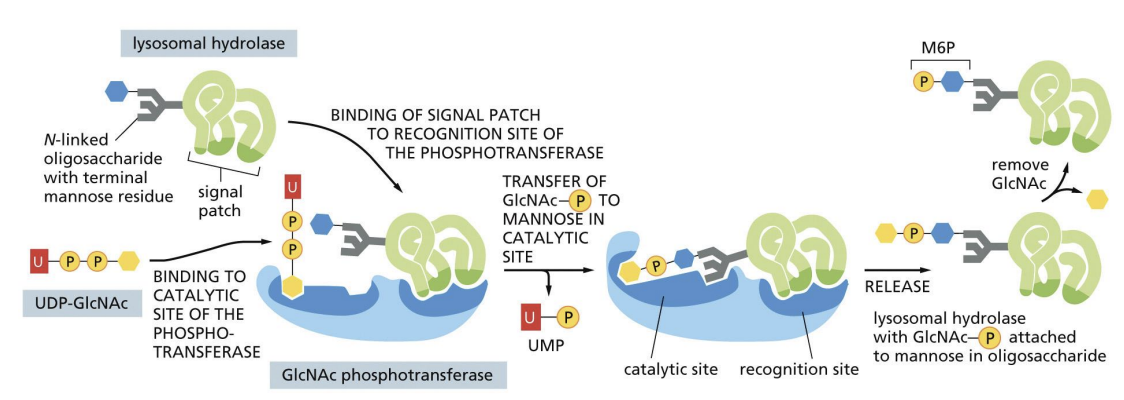 <p>Mannose phosphorylation = signal for lysosome transport.</p><p>Cluster of amino acids = signal patch that allows for M6P signal to be added.</p><p></p><p>Mannose phosphorylated proteins bind receptors (MPRs) in TGN and are recruited into Clathrin coated vesicles.</p><p></p><p>Vesicles fuse with endosomes that become lysosomes.</p><p></p><p>MPRs are recycled back to Golgi.</p>