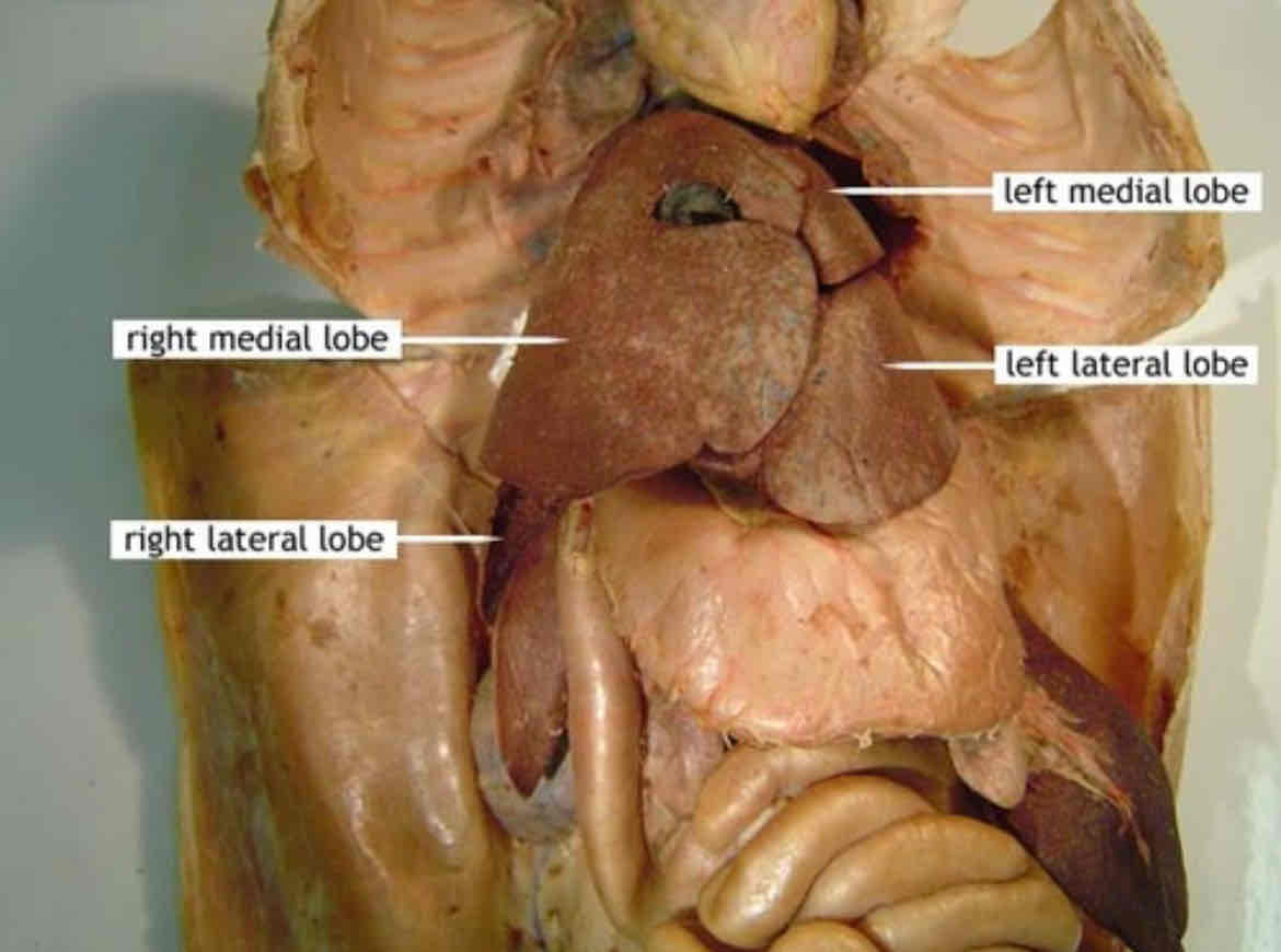 <p>liver</p><p>left lateral lobe</p><p>left medial</p><p>right lateral lobe</p><p>right medial lobe</p><p>caudate lobe</p>