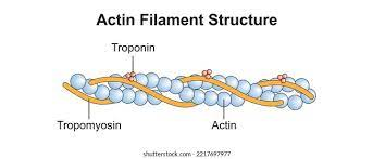 <p>Actin</p>