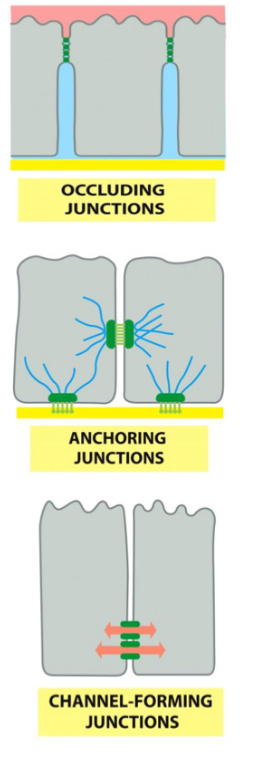<p>1. Occluding or Tight junctions</p><p>2. Anchoring Junctions to the cytoskeleton:</p><p>• Actin filament attachment:</p><p>2A-Adherens junction (cell-cell)</p><p>2B-Focal adhesions (cell-extracellular matrix)</p><p>• Intermediate filaments attachment:</p><p>2C-Desmosomes (cell-cell)</p><p>2D-Hemidesmosomes (cell-extracellular matrix)</p><p>3. Gap or communicating junctions (Channel-forming junctions)</p>