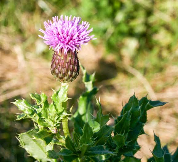 <p>Creeping thistle</p>