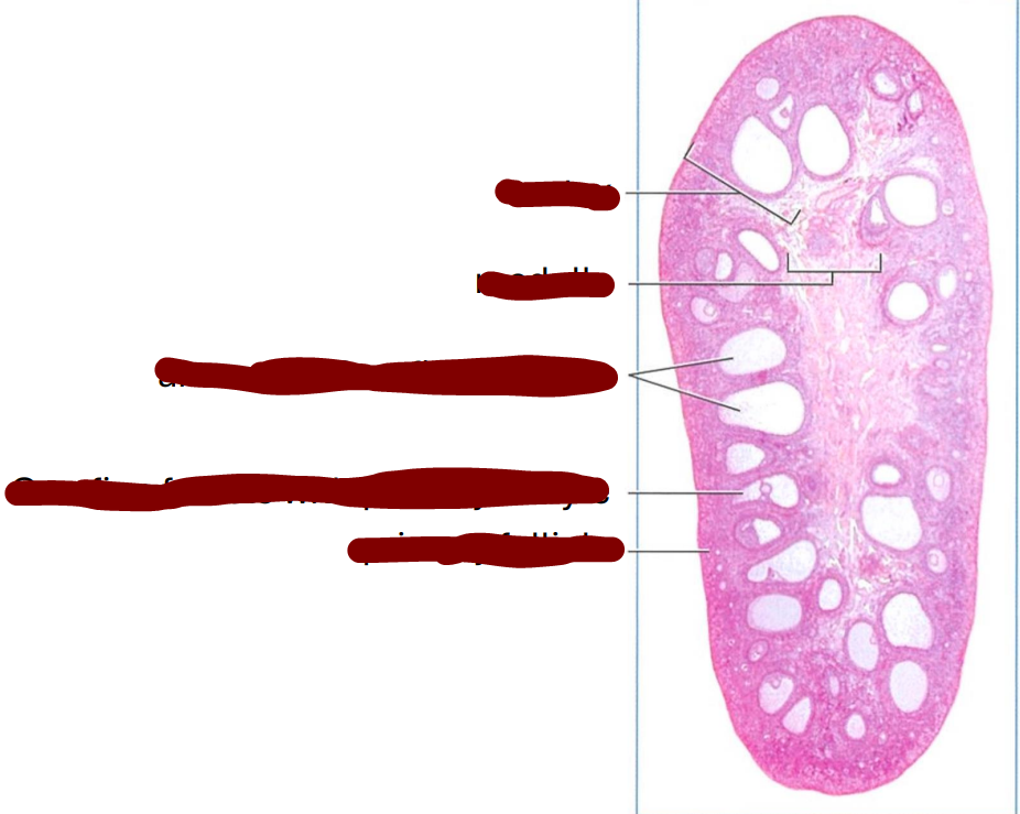 <p>section through a mature cat ovary </p>