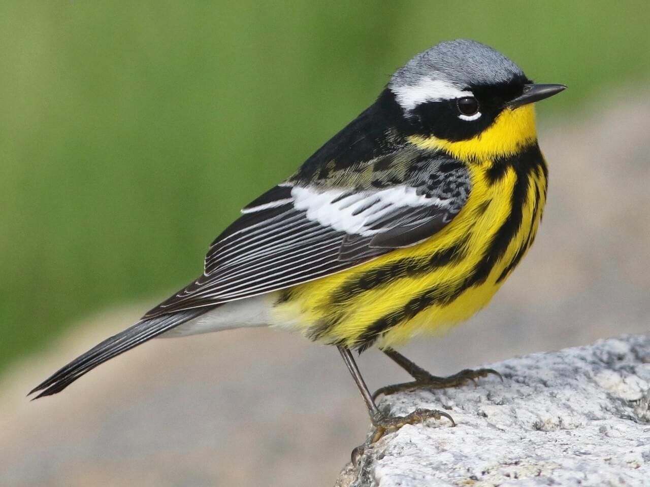 <p>Yellow throat &amp; breast with black necklace; gray crown, white wing patch, white-tipped tail.</p>