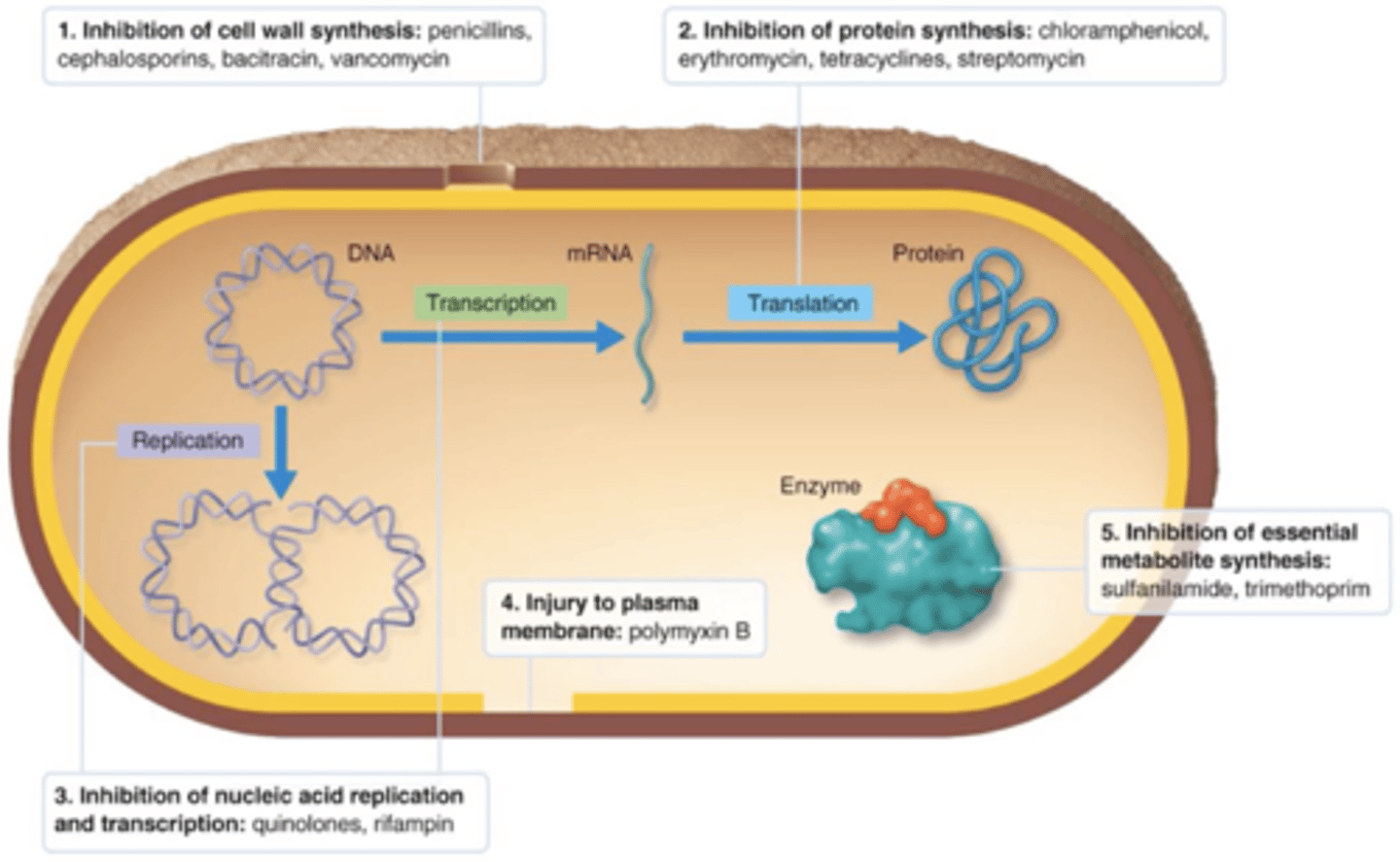 <p><strong>The Action of Antimicrobial Drugs</strong></p><p></p><p>Antimicrobial drugs that can do 1 or more of the following:</p><p>1. Inhibit cell wall synthesis</p><p>2. Inhibit protein synthesis</p><p>3. Injure the plasma membrane</p><p>4. Inhibit synthesis of essential metabolites (metabolic pathways) such as in transcription or translation</p>