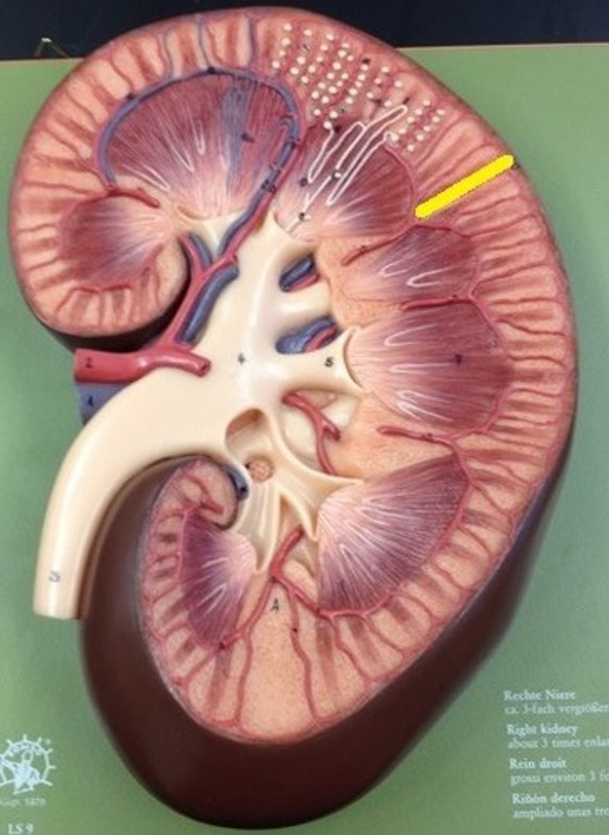 <p>the outer layer of kidney (urine formation begins here)</p>