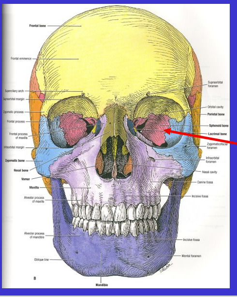 <p>What is the arrow?</p>
