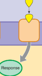 <p>also activates the receptor</p>
