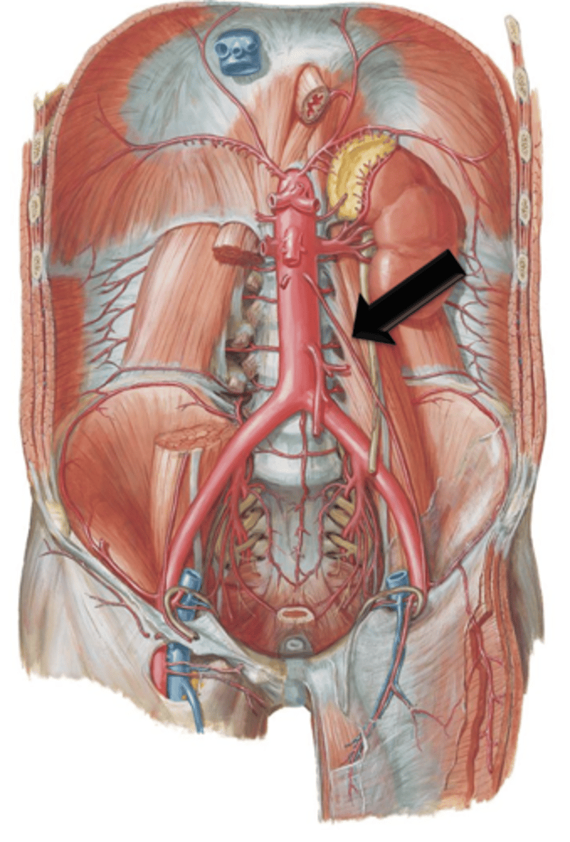 <p>Arteries that are also known as the testicular or ovarian arteries depending on gender. They arise as small branches from the descending aorta and continue to course inferiorly to supply the reproductive organs.</p>