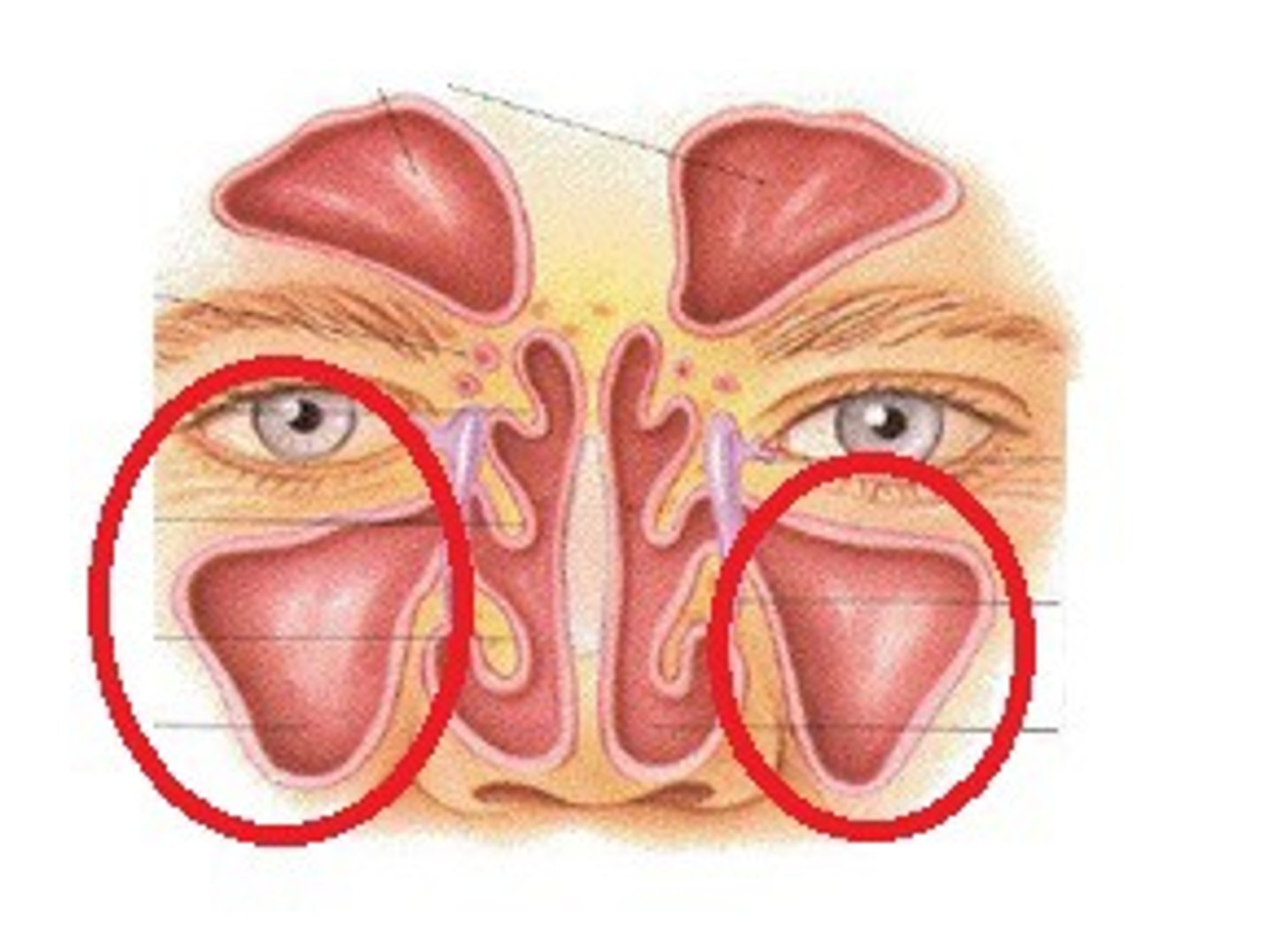 knowt flashcard image