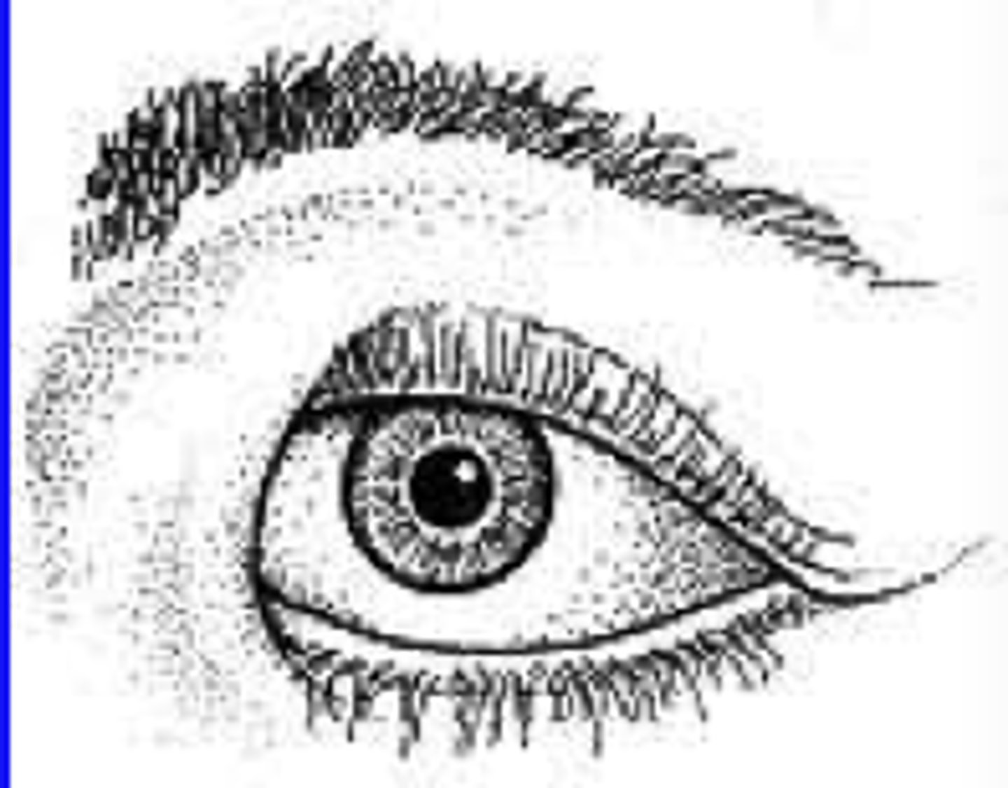 <p>A. Epicanthus</p><p>* Epicanthus = upper eyelid</p><p>* Covers the corner of the eye</p>