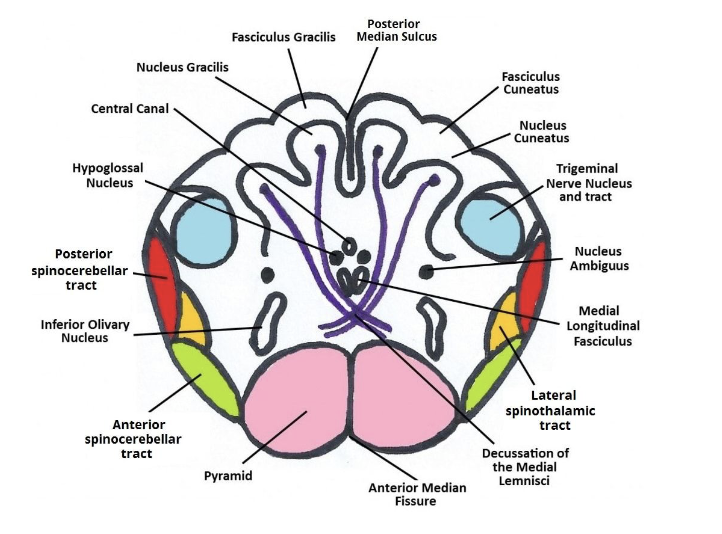 <p>Anatomy of MO: Nucleus Ambiguus</p>