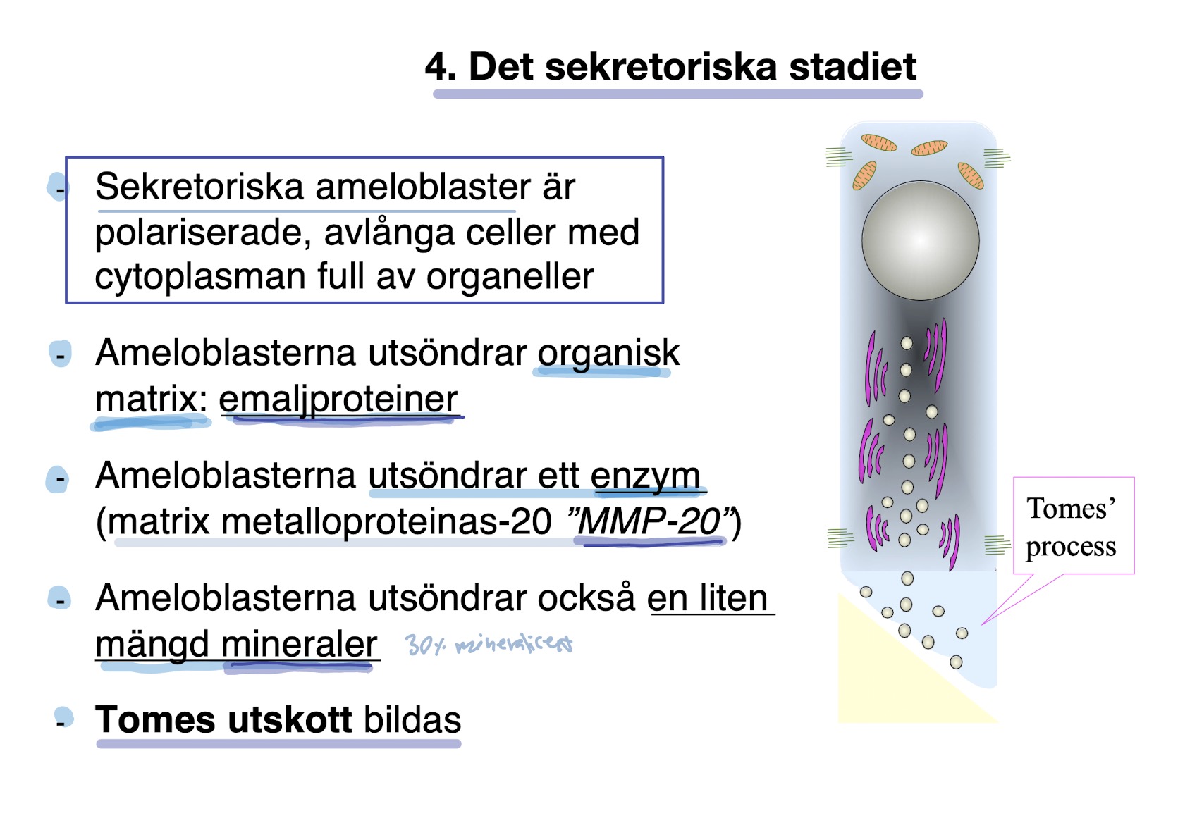 <p><mark data-color="green" style="background-color: green; color: inherit">Nu är </mark><strong><mark data-color="green" style="background-color: green; color: inherit">secretoriska ameloblaster</mark></strong><mark data-color="green" style="background-color: green; color: inherit"> : polariserade, elongerade celler med cytoplasma full av organeller.</mark></p><ul><li><p>Ameloblaster (<em>bildar primär emalj</em>) <strong>utsöndrar</strong></p><ul><li><p><mark data-color="blue" style="background-color: blue; color: inherit">organsik matrix : emaljproteiner</mark></p></li><li><p><mark data-color="blue" style="background-color: blue; color: inherit">enzym MMP-20</mark> (matrix metalloproteinas-20) <span style="color: rgb(173, 165, 165)">bryter ner amelogeniner</span></p></li><li><p>liten mängd <mark data-color="blue" style="background-color: blue; color: inherit">mineraler</mark> (30% mineraliserat)</p></li></ul></li><li><p><strong><mark data-color="red" style="background-color: red; color: inherit">Tomes utskott</mark> </strong>bildas (största sekretionen sker nu)</p></li></ul><p></p><ul><li><p><span style="color: rgb(141, 135, 135)">Ameloblasterna ligger tight mot varandra (distala och proximala junctions är stängda)</span></p></li><li><p><span style="color: rgb(124, 122, 122)">Den <strong>primära emaljen </strong>som nu bildas innehåller ett <strong>organiskt matrix</strong> med emaljproteiner och enzymer. Endast 30% är mineraliserat och det finns INGET kollagen.</span></p></li></ul><p></p>