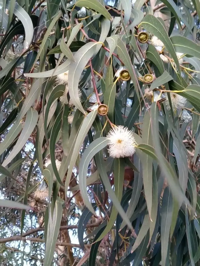 <p>Blue gum (Invasive)</p>