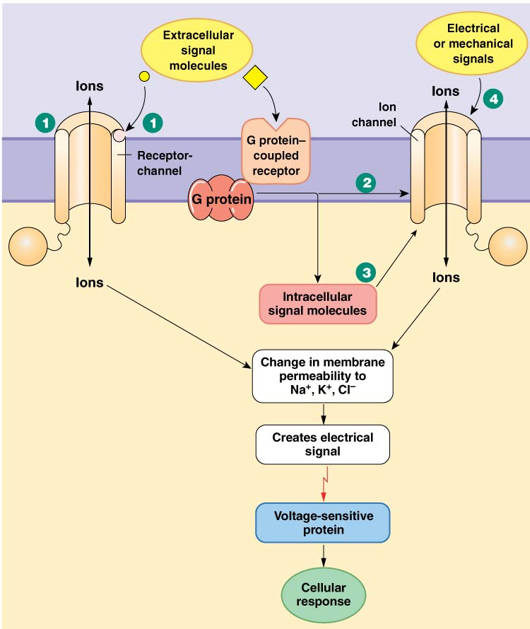 <p><u>Four ways they work</u>: </p><ol><li><p>Receptor channels open or close in response to signal molecule binding</p></li><li><p>Some channels are directly linked to G proteins (when ligand binds G protein couple receptor, ion channel opens/closes)</p></li><li><p>Some channels respond to intracellular second messengers</p></li><li><p>Electrical or mechanical signals open or close ion channels</p></li></ol>
