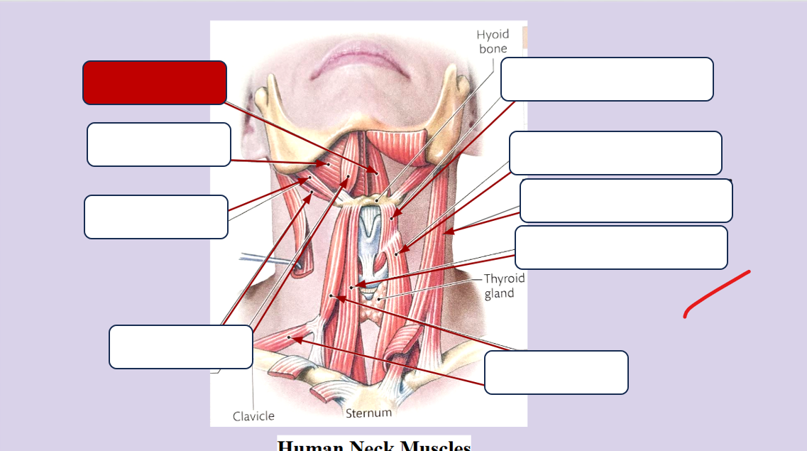 <p>Label the muscle</p>