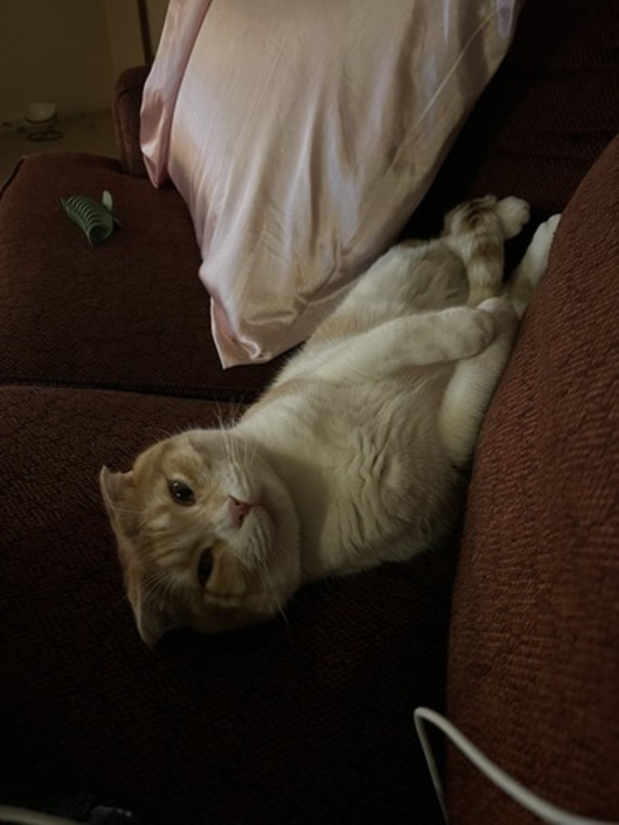 <p>What is the taxonomy of birds?</p>