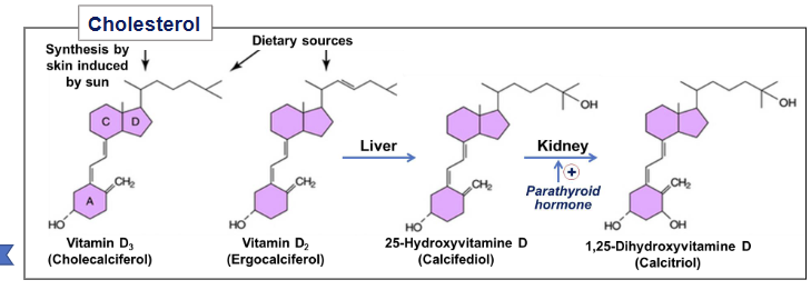 <p><strong>Calcitriol enhances calcium absorption in intestines/kidneys, bone resorption, and inhibits PTH </strong></p>