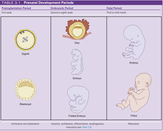 <ul><li><p>follows the embryonic period and begins from the ninth week (third month)</p></li><li><p>maturation of existing structures occurring as the embryo is enlarging to become a fetus</p></li><li><p>includes further proliferation, differentiation, and morphogenesis </p></li></ul><p></p>