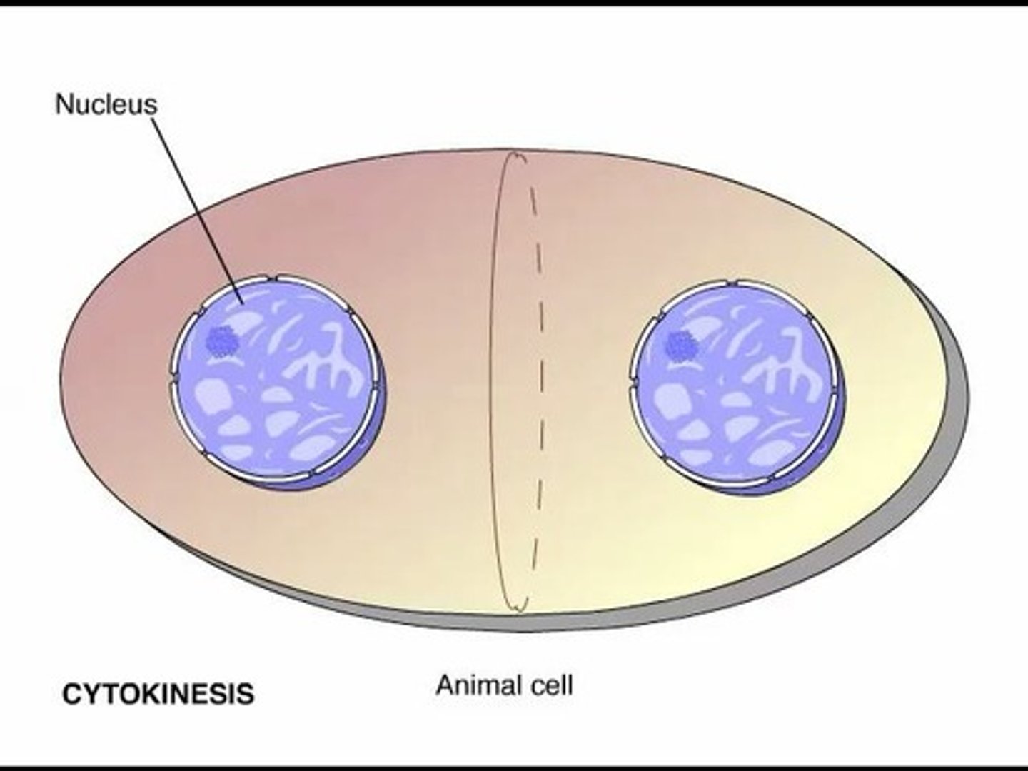<p>The division of the cytoplasm to form two daughter cells.</p>