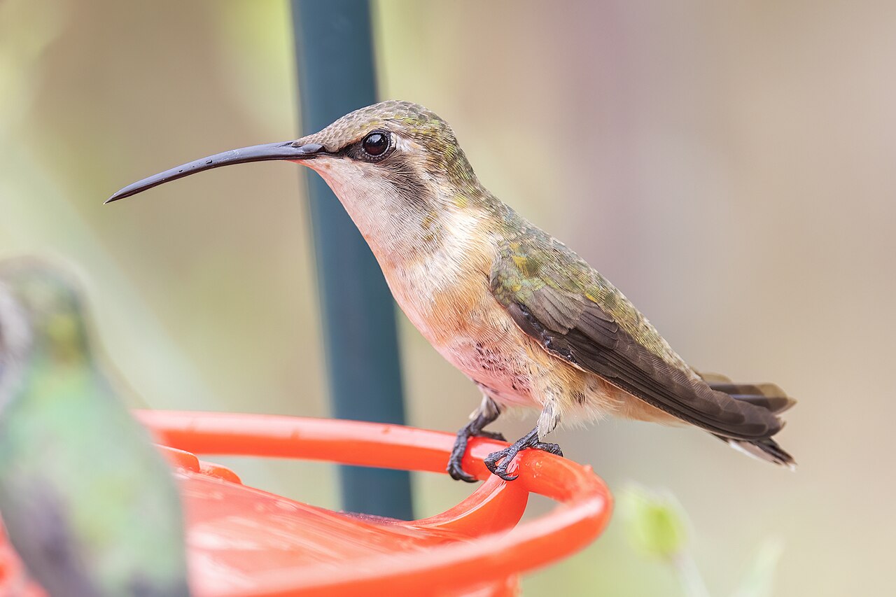 <p>Calothroax lucifer</p>