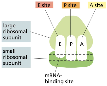 
1. A site: binds to charged tRNA
2. P site: holds tRNA with growing polypeptide chain
3. E site: exit site