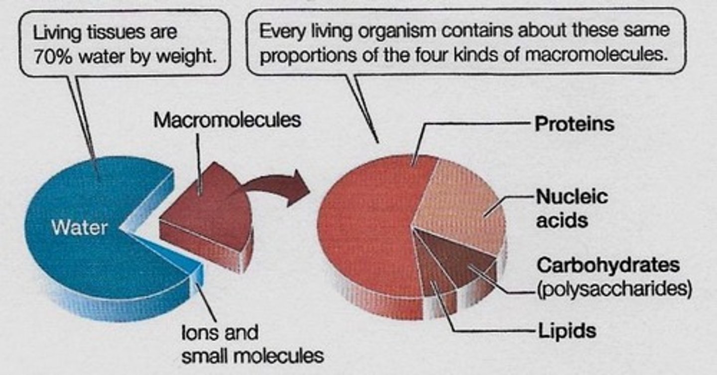 <p>Proteins, nucleic acids (DNA and RNA), carbohydrates (polysaccharides), and lipids.</p>