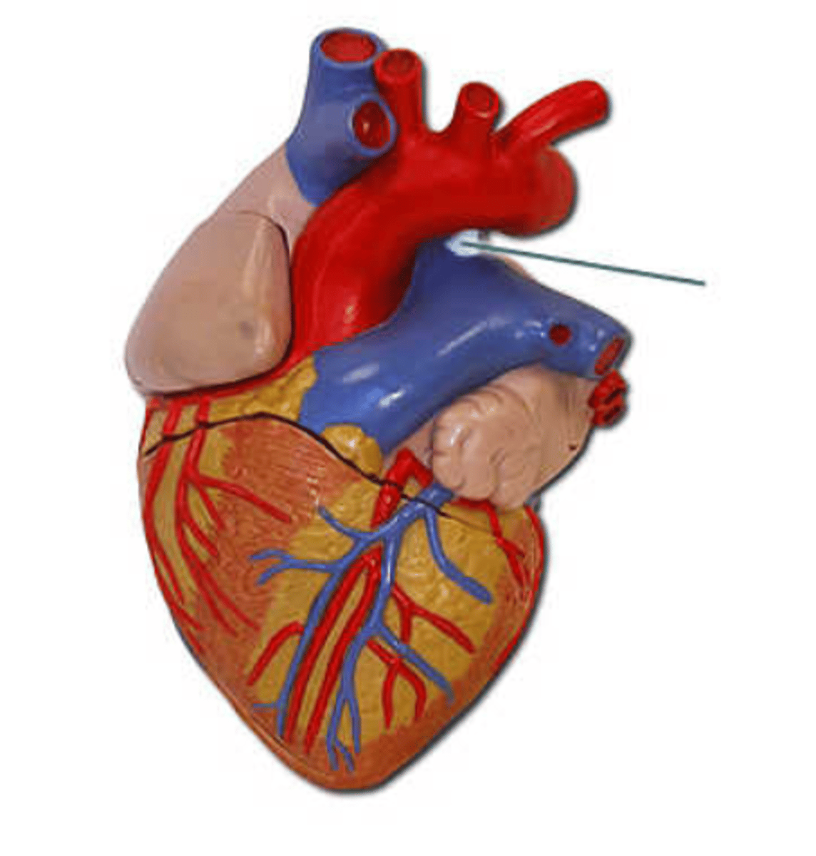 <p>ductus arteriosus</p>