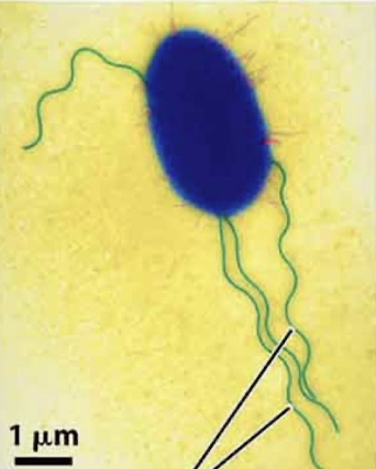 <ul><li><p>propel cell</p></li><li><p>comprised of microtubules</p></li><li><p>whip-like movement</p></li><li><p>basal body = where microtubules grow from</p></li><li><p>eg sperm</p></li><li><p>long</p></li></ul><p></p>
