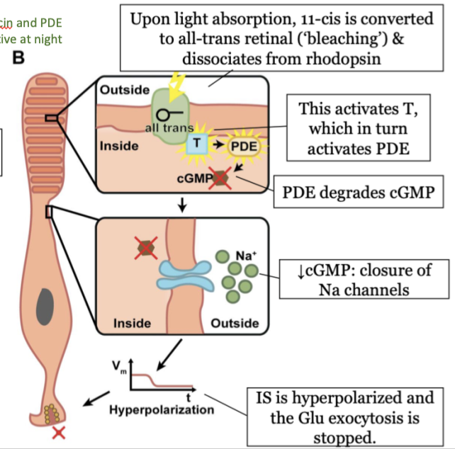 decrease in cGMP causes a closure of Na channels 