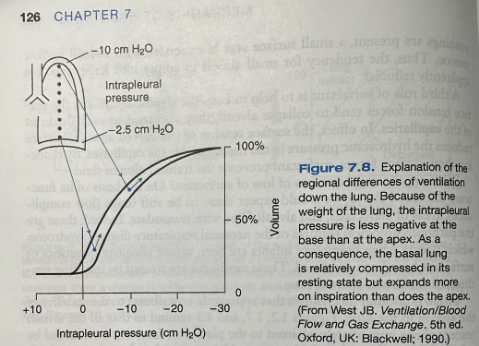 <ul><li><p><span>Intrapleural pressure is less negative at the bottom than the top of the lung</span></p><ul><li><p><span>This is due to the weight of the lung</span></p></li><li><p><span>Pressure near the base is higher than at the apex</span></p></li></ul></li><li><p><span>The volume of a portion of the lung expands as the pressure around it is decreased</span></p></li><li><p><span>Pressure inside the lung is the same as atmospheric pressure</span></p></li><li><p><span>The lung&nbsp; is easier to inflate at low volumes than high volumes where it becomes stiffer</span></p></li><li><p><span>Because the expanding pressure at the base of the lung is small, this region has a small resting volume, however because it is located on a steep part of the pressure-volume curve, it expands easily on inspiration</span></p></li><li><p><span>The apex of the lung has a big resting volume, is situated on a flatter portion of the pressure-volume curve, has large expanding pressure, and undergoes small changes in volume in inspiration</span></p></li></ul><p></p>