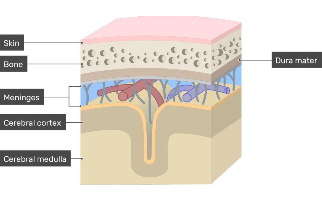 <p>dura mater, arachnoid mater and pia mater</p>